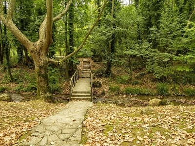 Ormanda Sessizlik Yürüyüşü (Forest Bathing): Armutlu’da Mindfulness Deneyimi